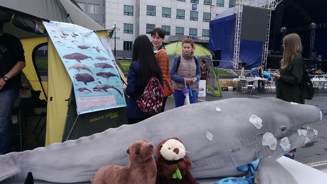 В день молодежи "Друзья океана" рассказали горожанам о морских млекопитающих