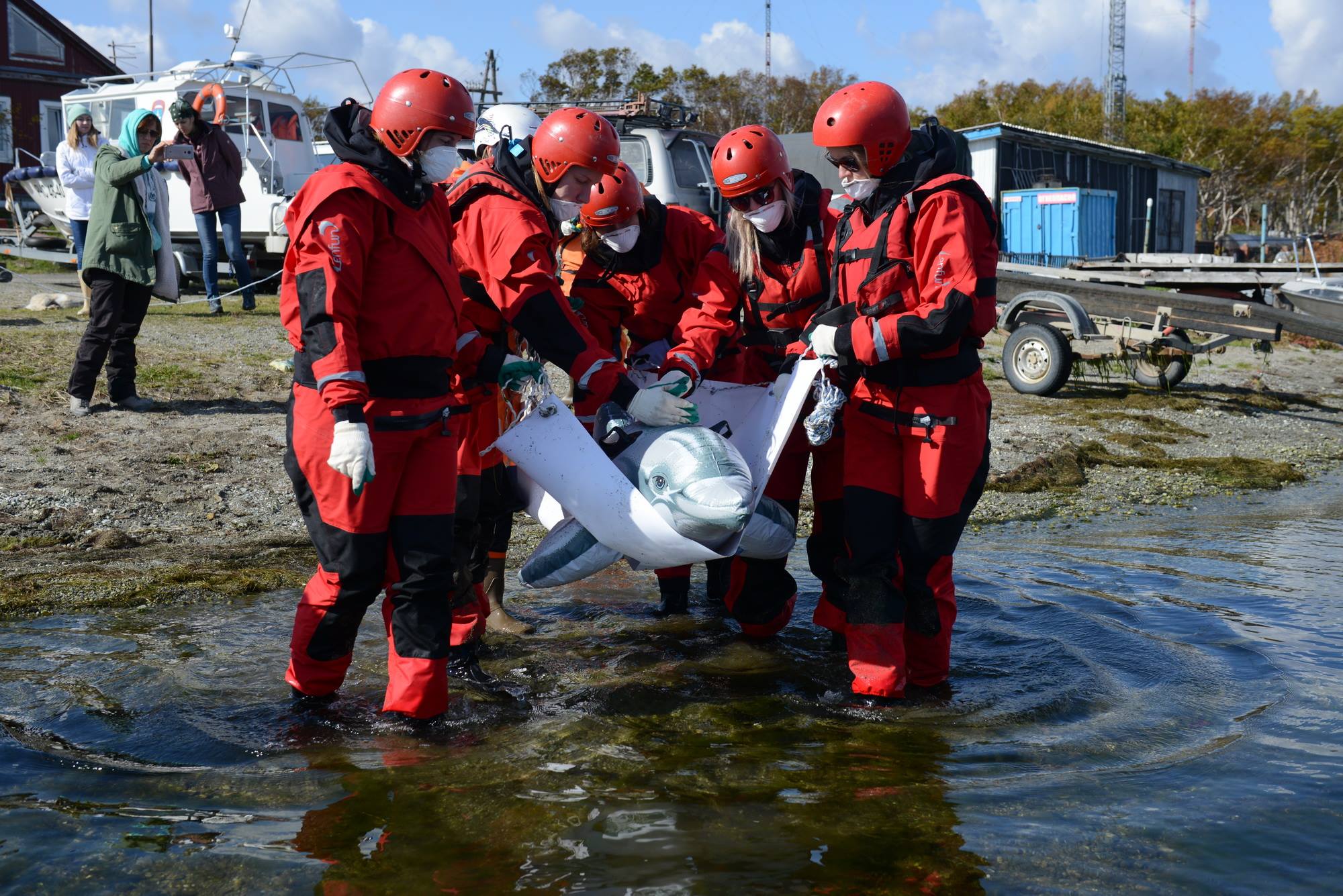 #Яволонтер — добровольцы Сахалина спасают морских млекопитающих
