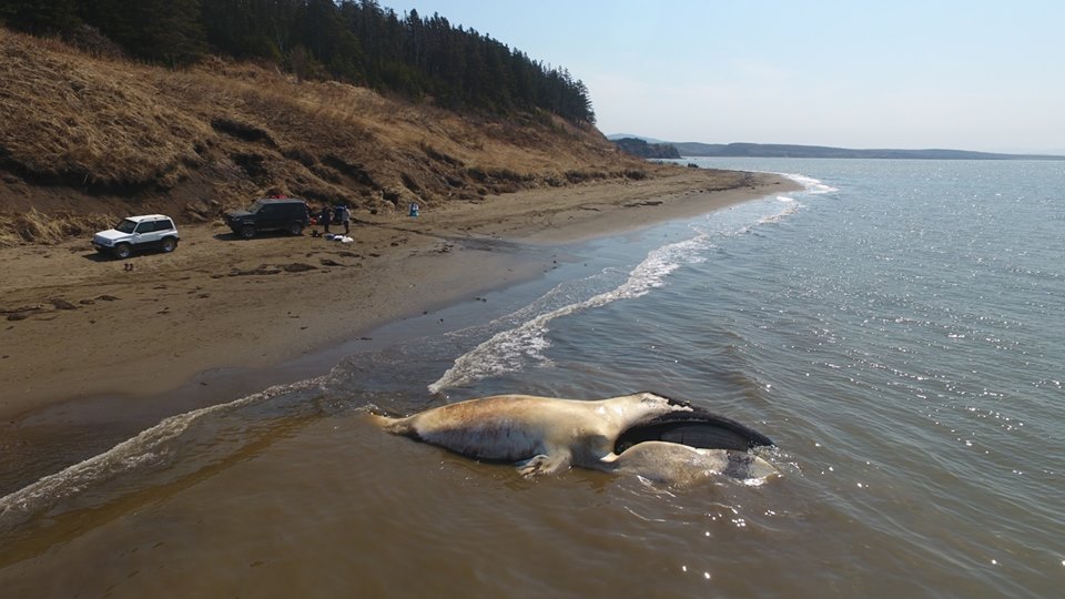 Наиболее вероятная причина гибели детеныша гренландского кита на Сахалине – остатки рыболовных сетей