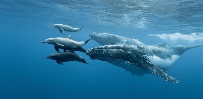 19 февраля весь мир отметил день защиты морских млекопитающих