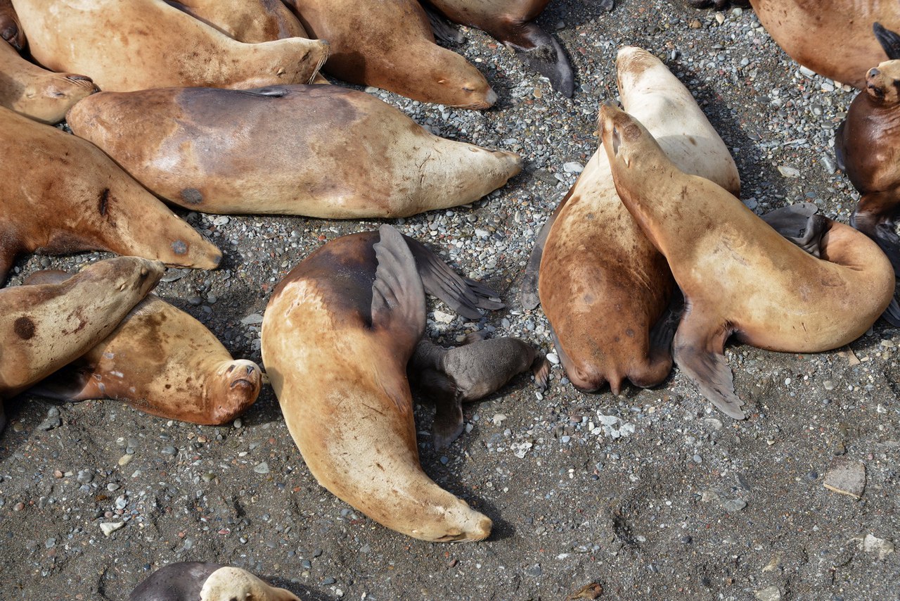 "Друзья океана" очистили от мусора лежбище сивучей и морских котиков на острове Тюлений