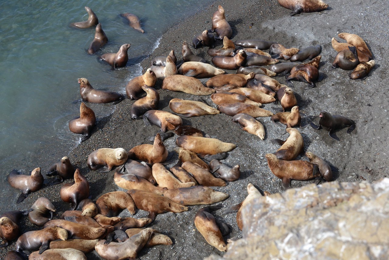 "Друзья океана" очистили от мусора лежбище сивучей и морских котиков на острове Тюлений