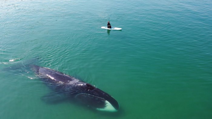 А вы знаете, как наблюдать за гренландскими китами?