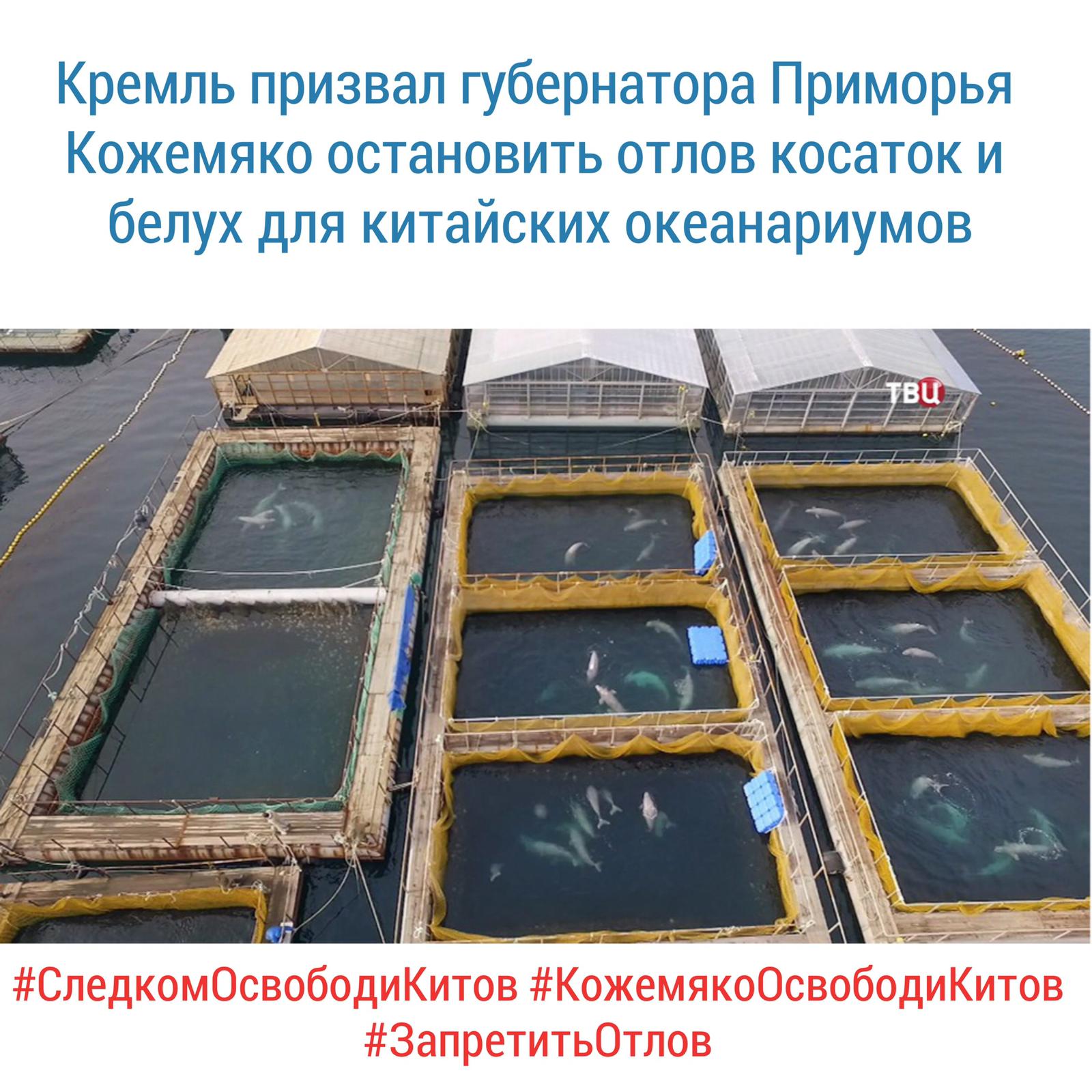 Природоохранные организации поддерживают намерение Кремля решить проблему "китовой тюрьмы" в Приморье