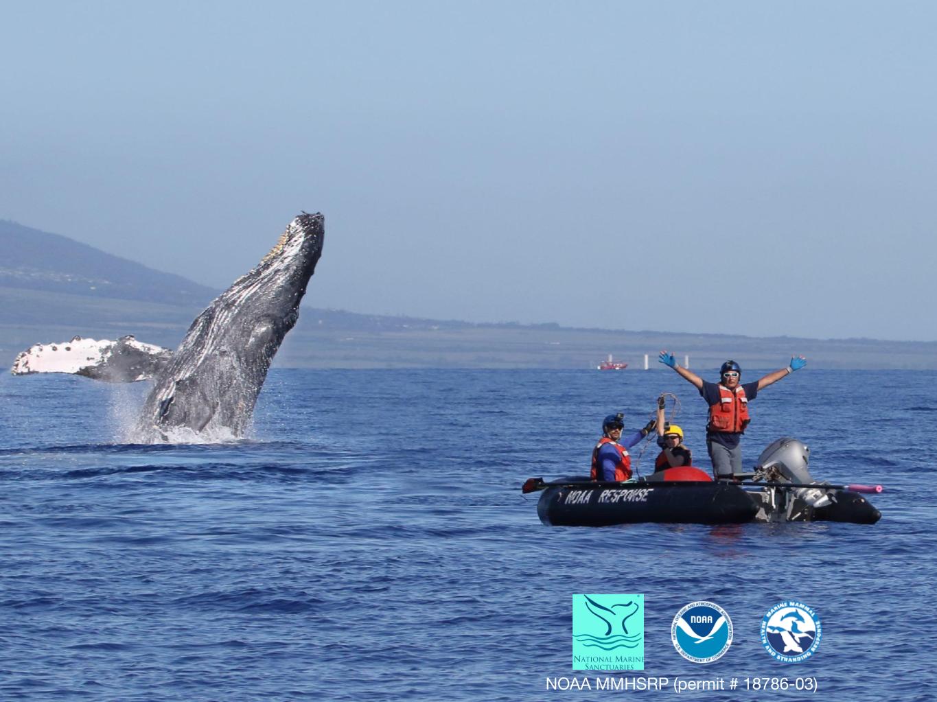 Помочь сивучам и китам можно только вместе 
