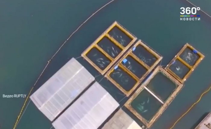 Шокирующее видео из китовой тюрьмы в городе Находка