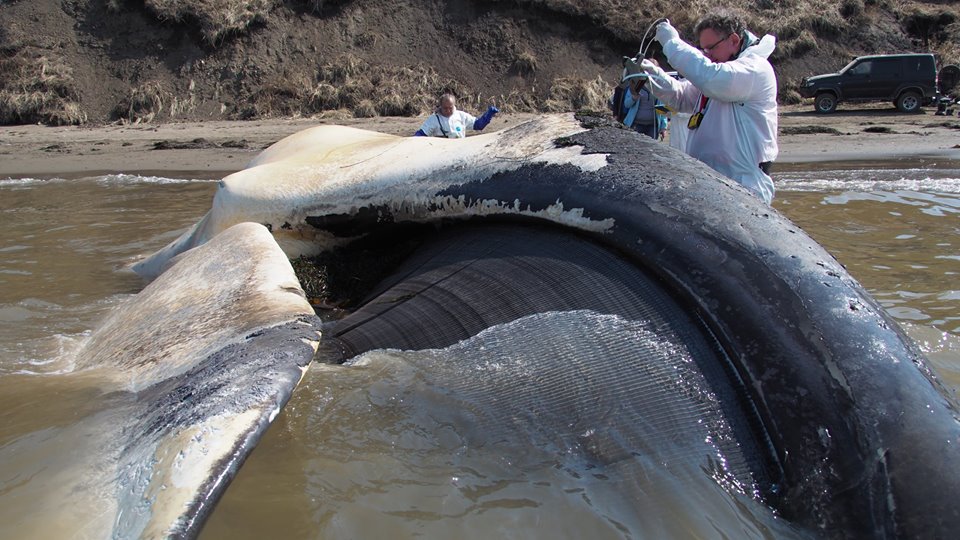 Наиболее вероятная причина гибели детеныша гренландского кита на Сахалине – остатки рыболовных сетей