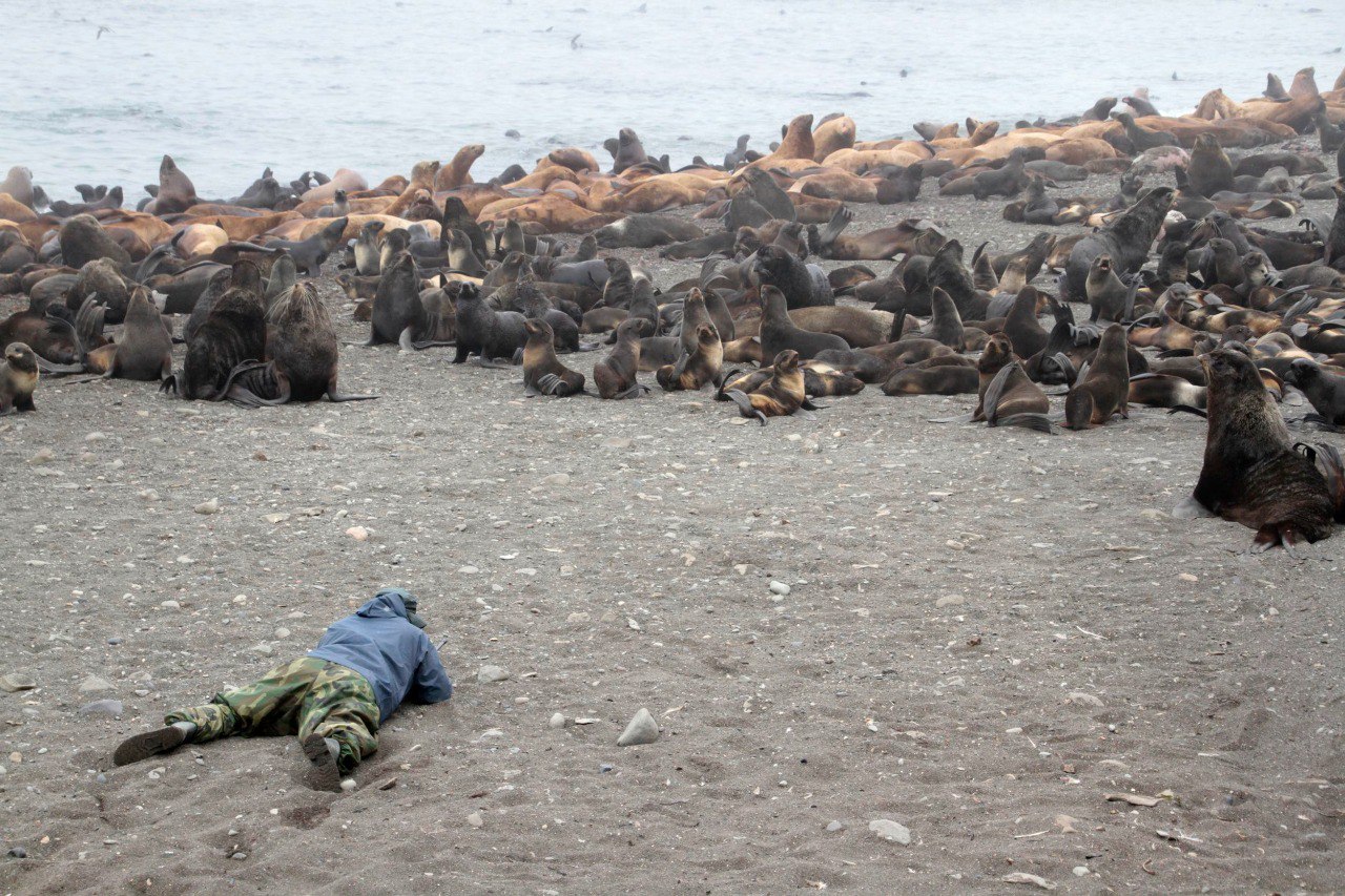 105 морских котиков распутали из сетей и пластикового мусора на острове Тюлений