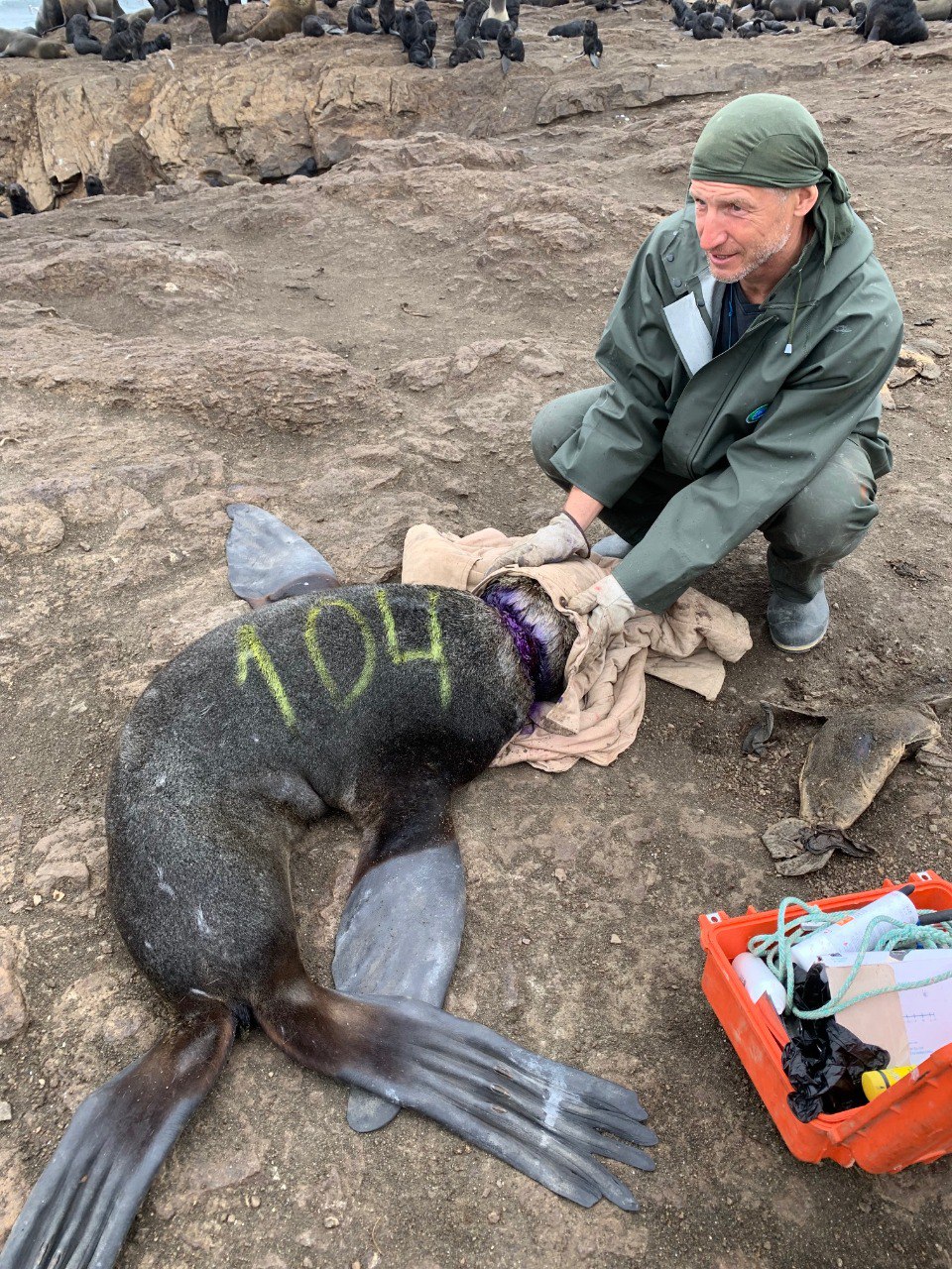 105 морских котиков распутали из сетей и пластикового мусора на острове Тюлений