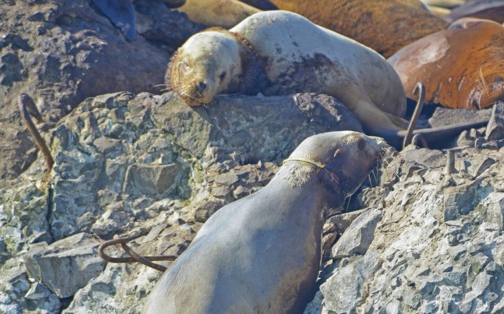 В южно-Сахалинске пройдет тренинг по освобождению запутанных тюленей