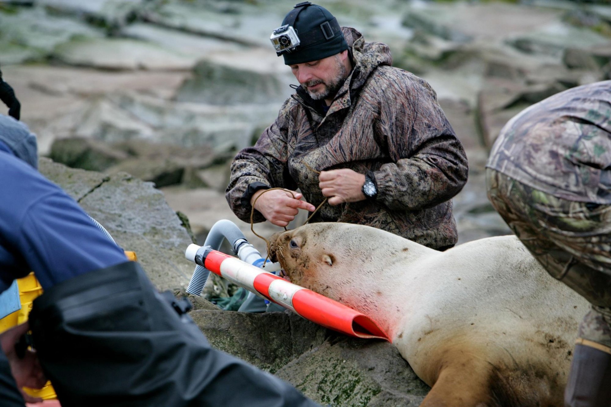 Эксперт из канады поделился своим опытом дистанционного обездвиживания тюленей