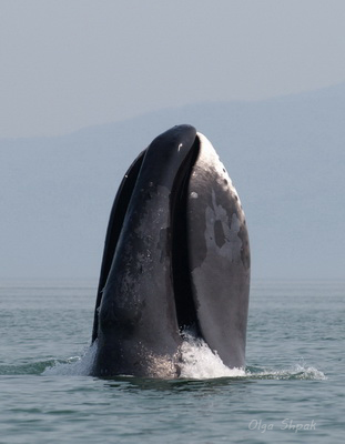 Что мы знаем о морских млекопитающих? Гренландские киты