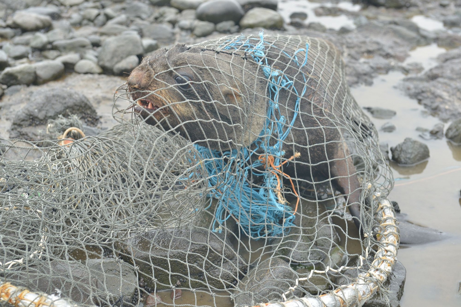На Командорских островах освободили от пластикового мусора 22 морских котика