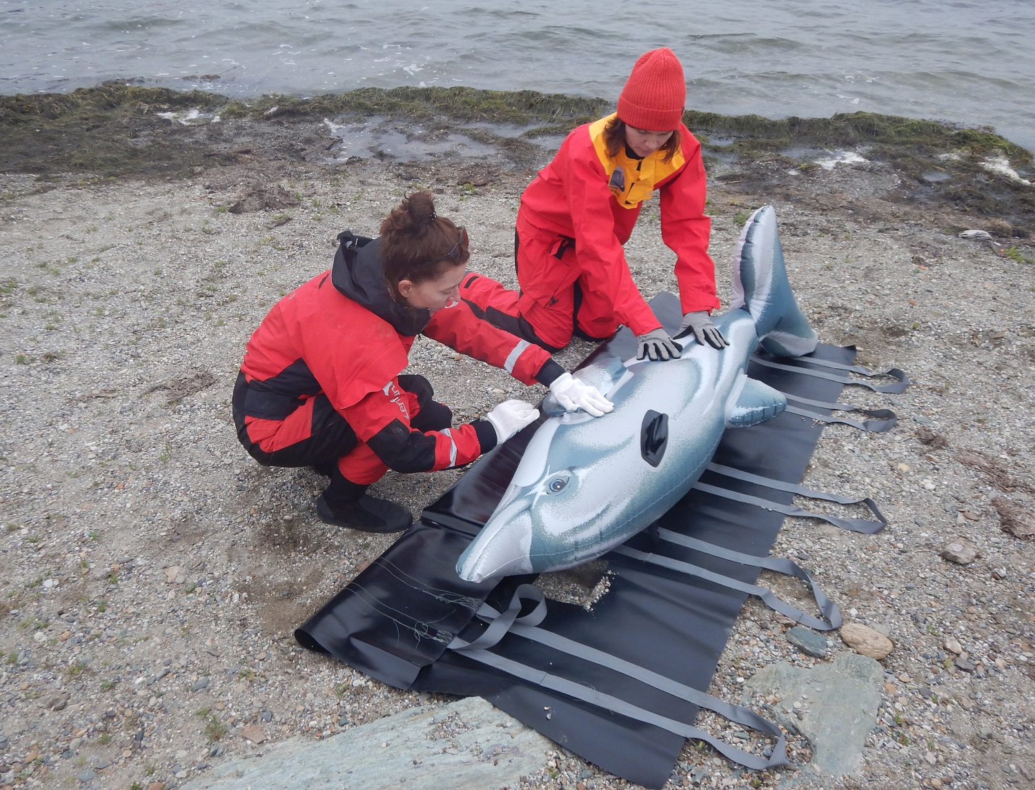 В Ногликах пройдет тренировка по распутыванию больших китов и снятию с мели мелких китообразных