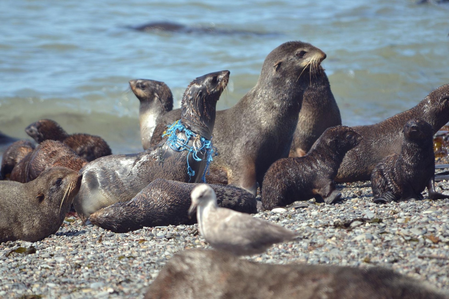 Первая в России экспедиция по спасению тюленей, запутавшихся в пластиковом мусоре