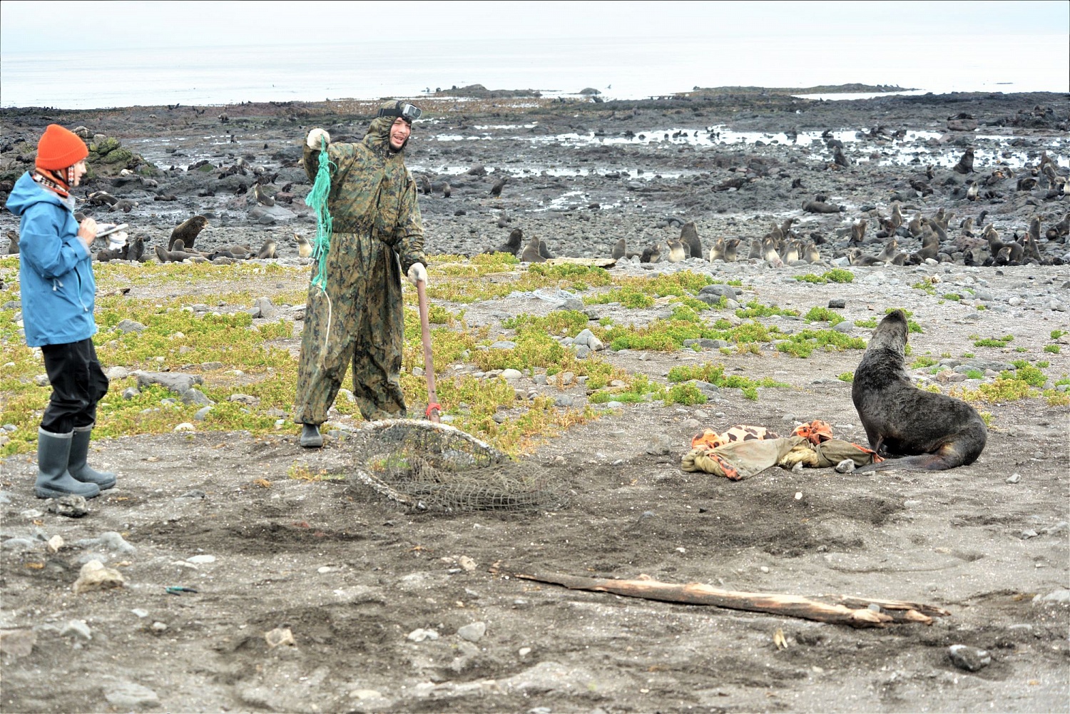 На Командорских островах освободили от пластикового мусора 22 морских котика